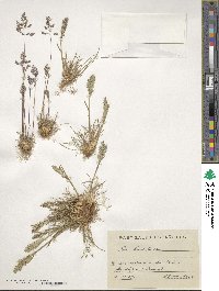 Poa bulbosa image