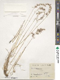 Poa bulbosa image