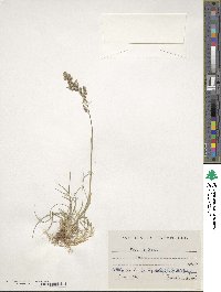 Poa bulbosa image