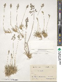 Poa bulbosa image