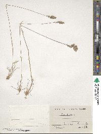 Poa bulbosa image