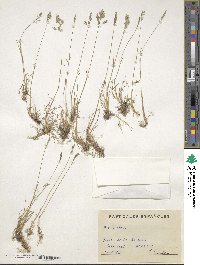 Poa bulbosa image