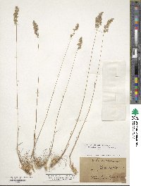 Poa bulbosa image