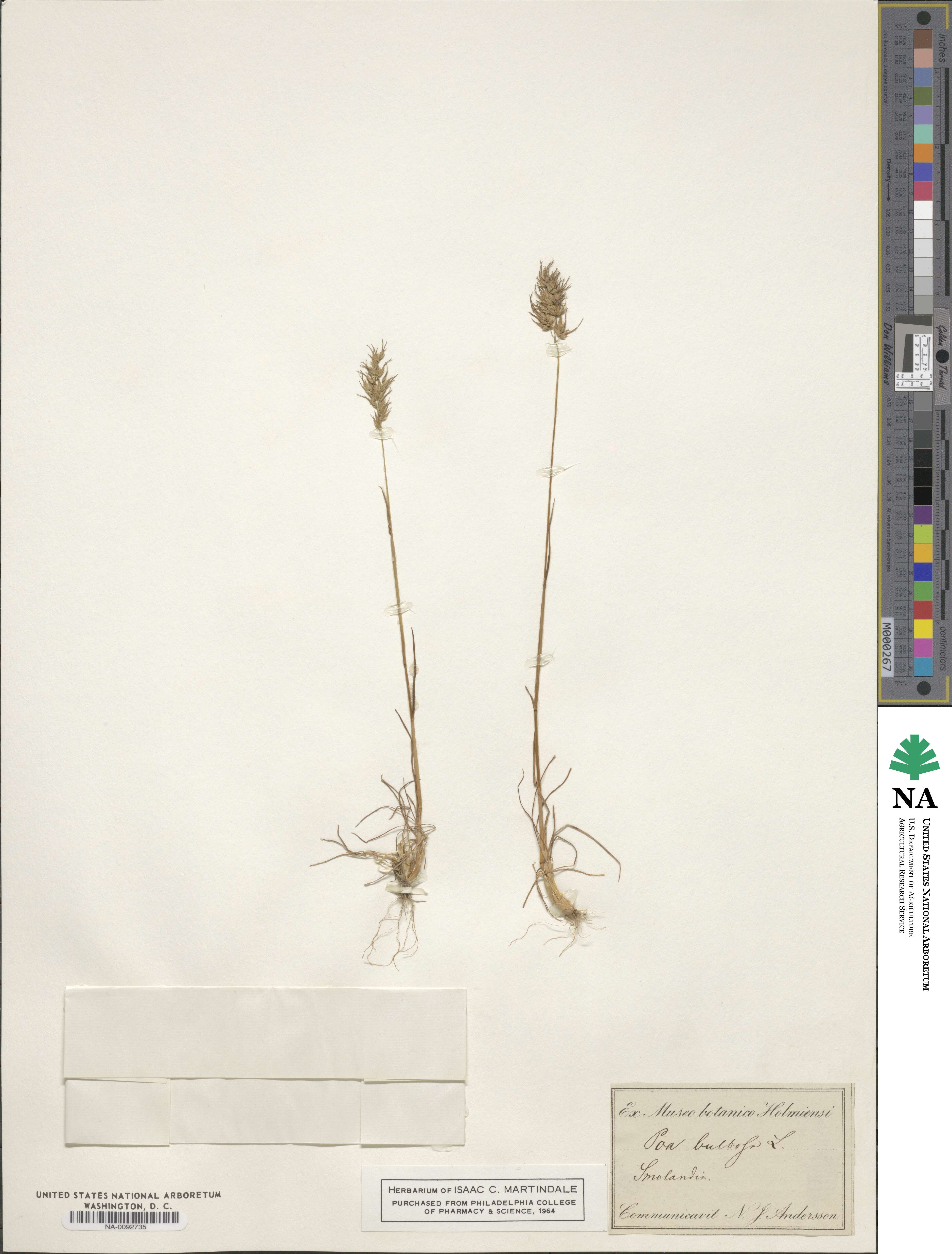 Poa bulbosa image