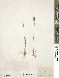 Poa bulbosa image