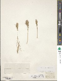 Poa bulbosa image