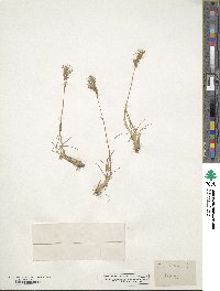 Poa bulbosa image