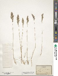 Poa bulbosa image