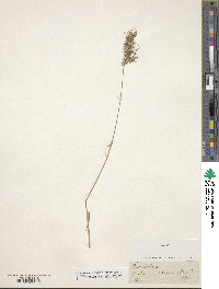 Poa bulbosa image