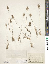 Poa bulbosa image