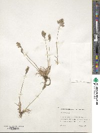 Poa bulbosa image