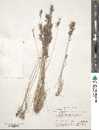 Poa bulbosa image