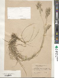 Poa bulbosa image