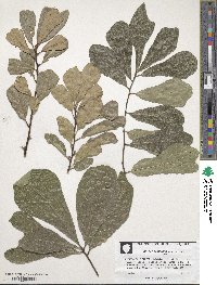 Quercus laurifolia image