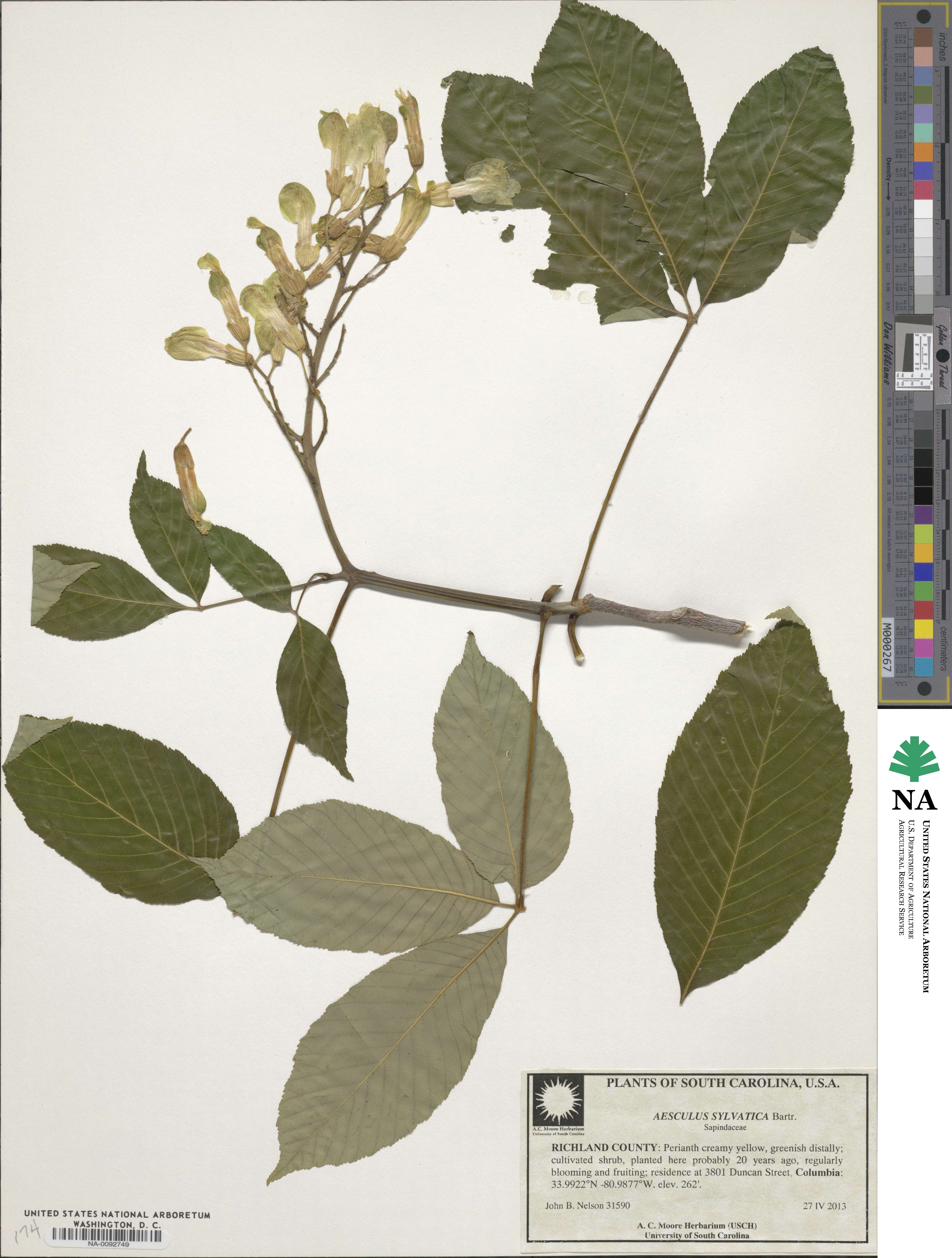 Aesculus sylvatica image