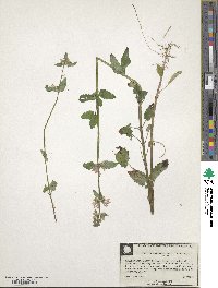 Stachys floridana image