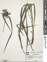 Tradescantia ohiensis image