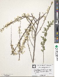 Spiraea thunbergii image