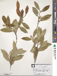 Prunus caroliniana image