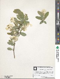 Exochorda racemosa image