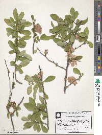 Chaenomeles speciosa image