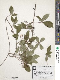 Parthenocissus quinquefolia image