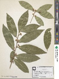 Image of Laurus nobilis