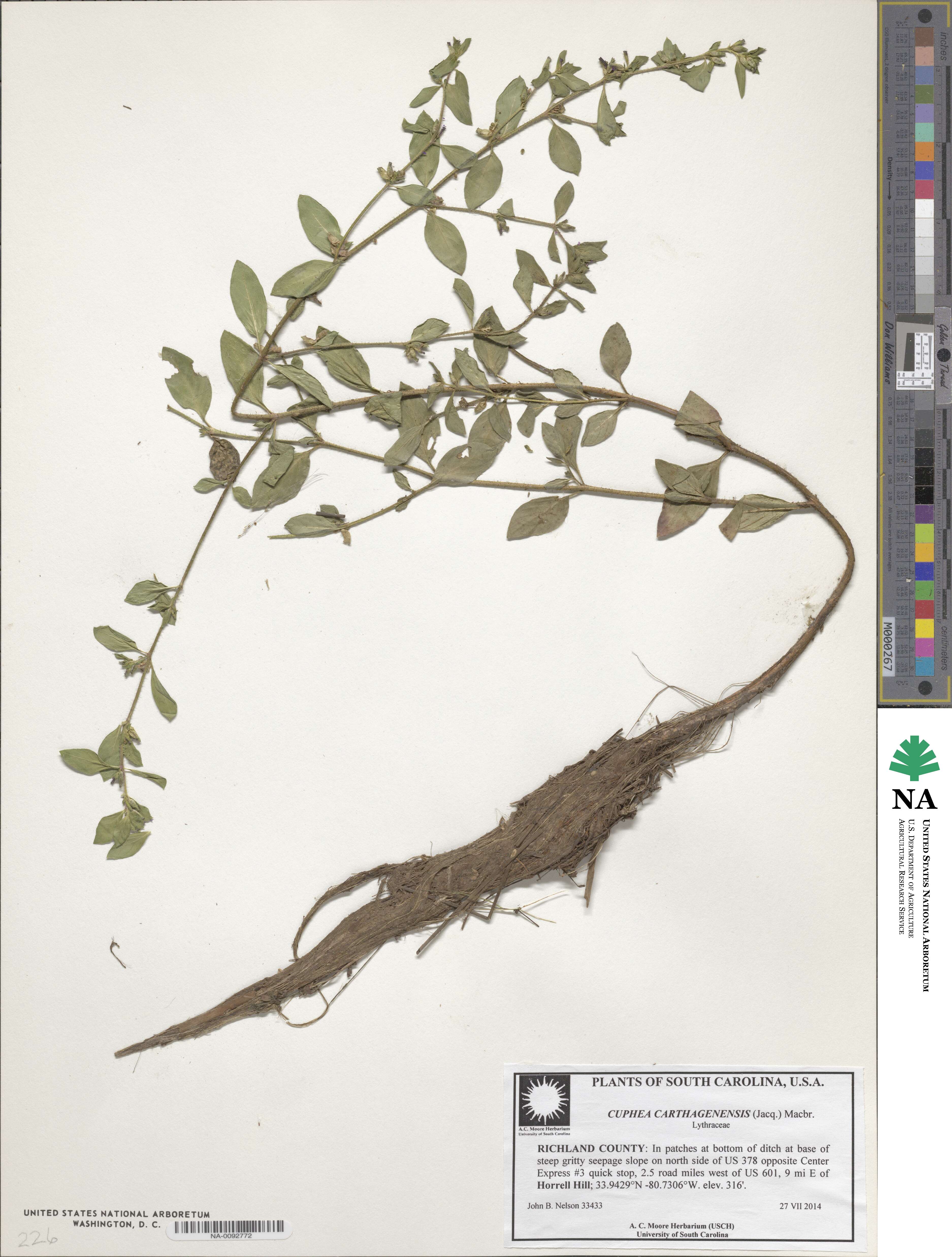 Cuphea carthagenensis image