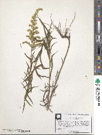 Solidago altissima image