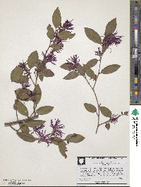 Loropetalum chinense image