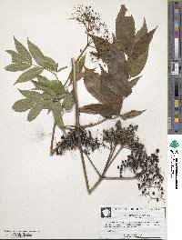 Sambucus canadensis image