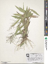 Panicum commutatum image