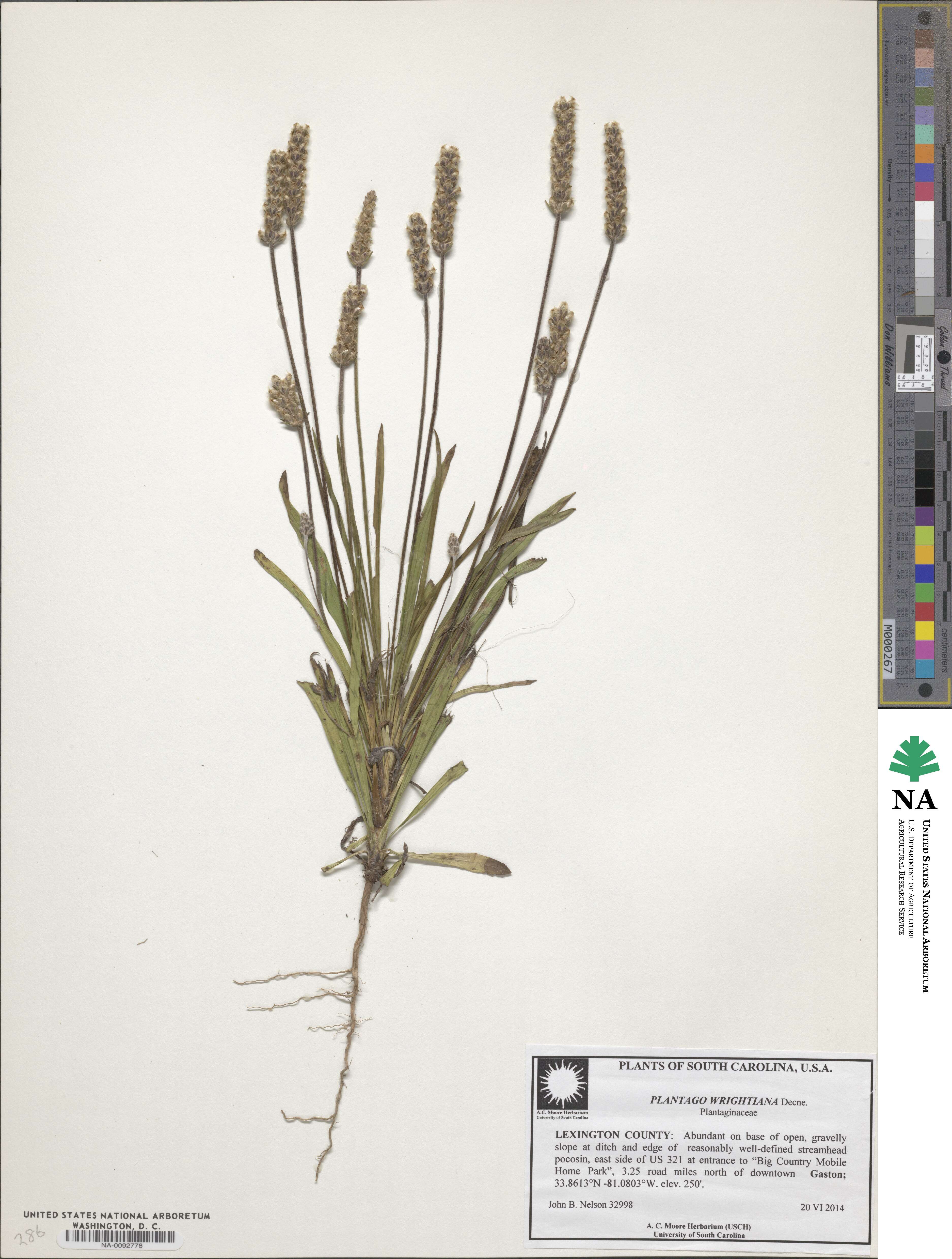 Plantago wrightiana image