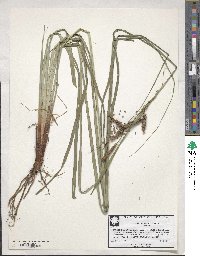 Carex glaucescens image