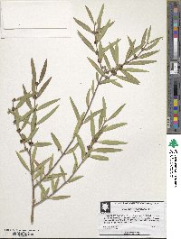 Image of Phillyrea angustifolia