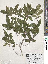 Ulmus alata image