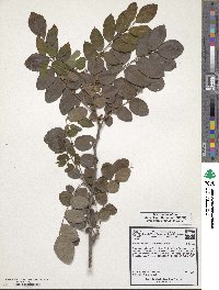 Robinia hispida image