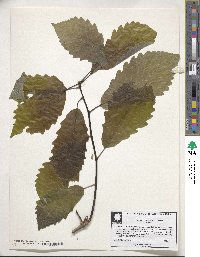 Quercus michauxii image