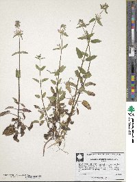 Stachys floridana image