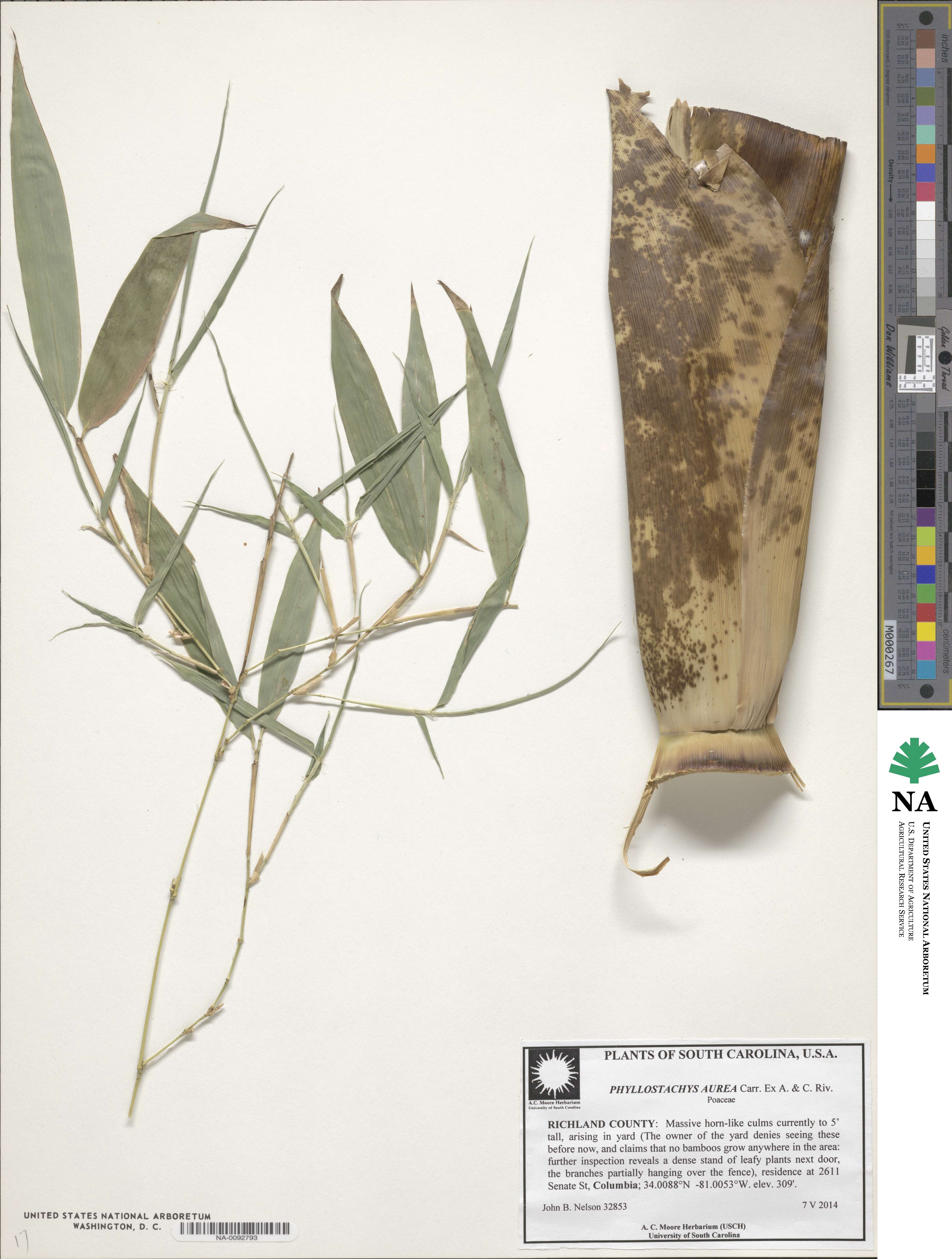 Phyllostachys aurea image