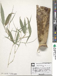 Phyllostachys aurea image