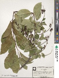 Prunus serotina image