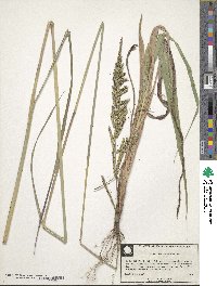 Paspalum urvillei image