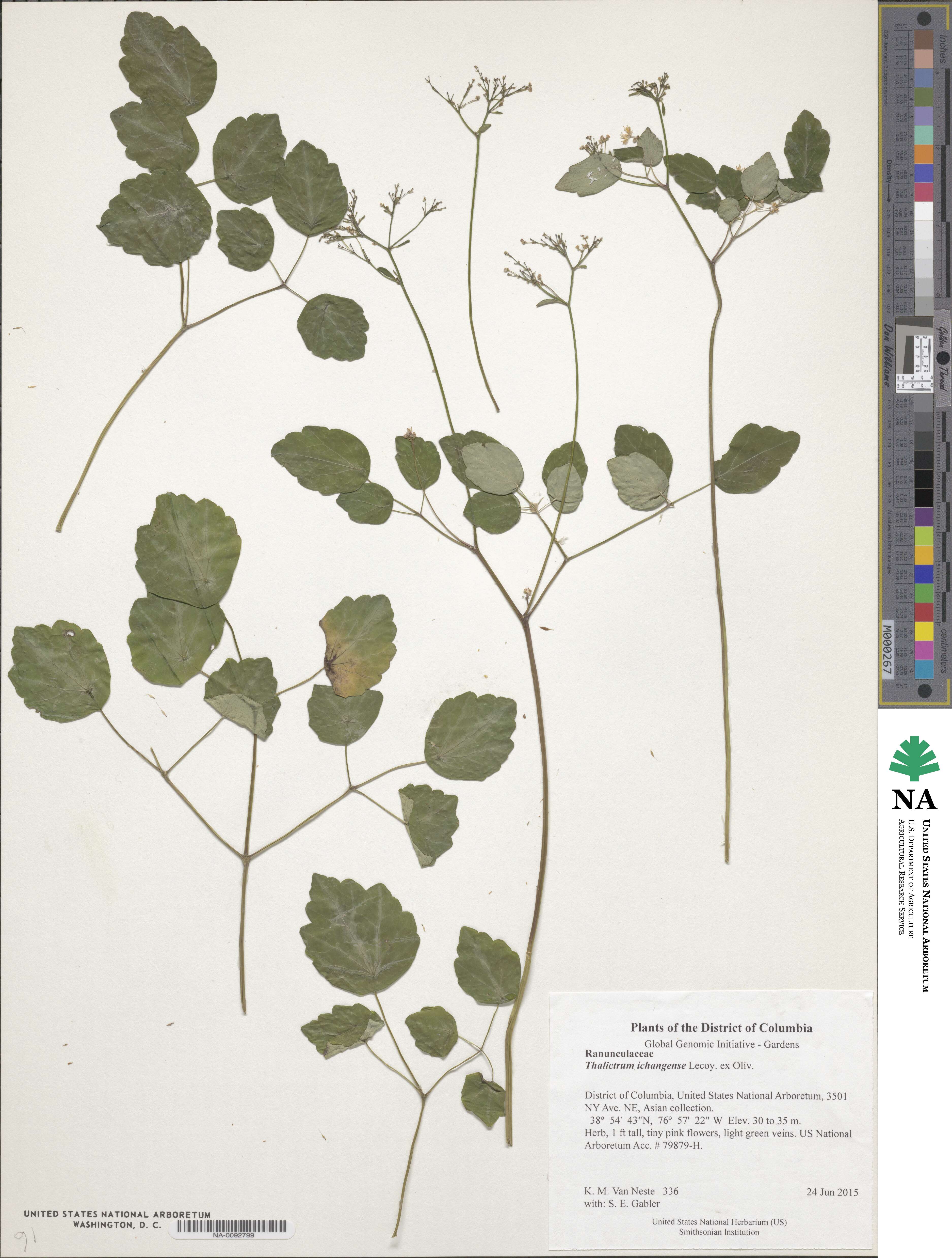 Thalictrum ichangense image