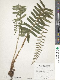 Polystichum acrostichoides image