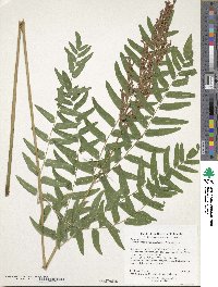 Osmunda spectabilis image