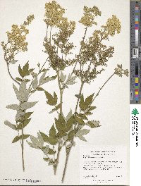 Filipendula ulmaria image