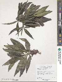 Justicia carnea image