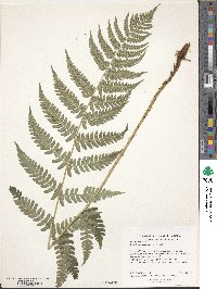 Dryopteris marginalis image