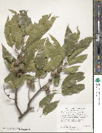 Quercus acutissima image